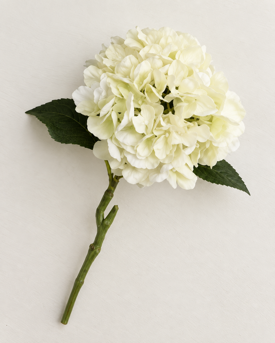 Hortensia · champagne – enkelt kunstig stilk