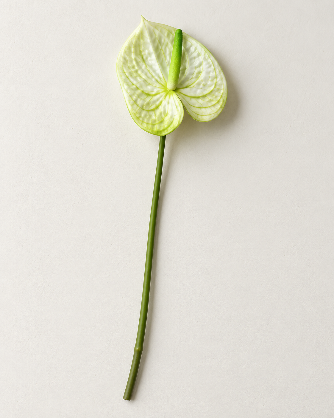 Anthurium · grøn og hvid – enkelt kunstig stilk