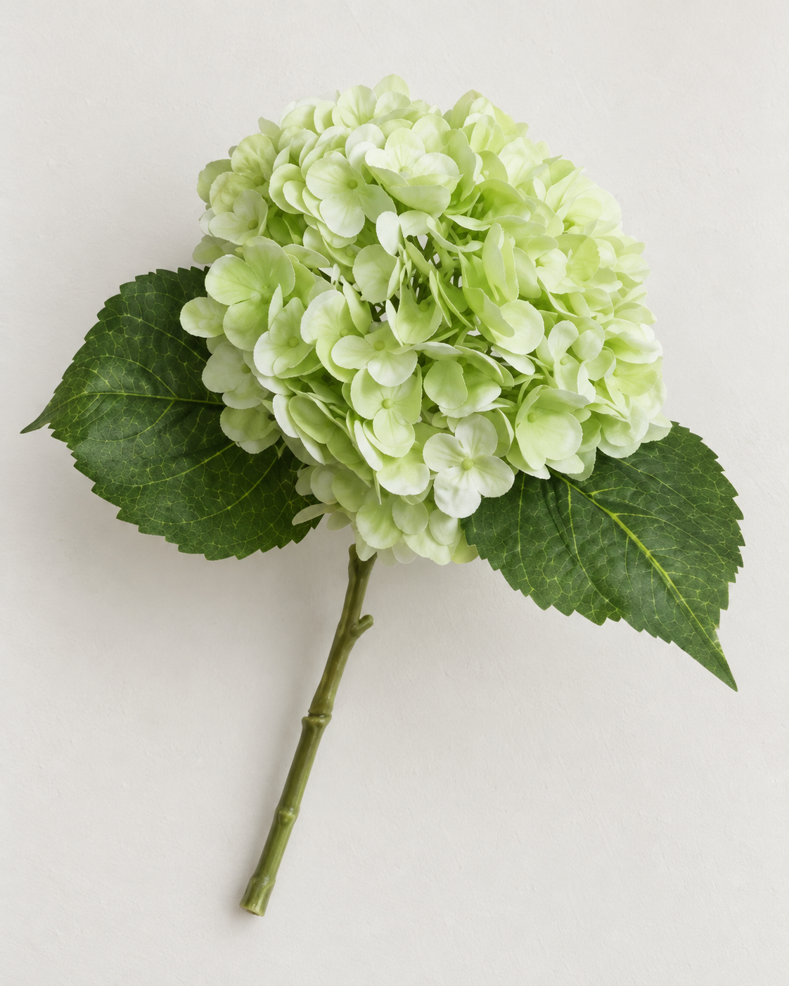 Hortensia · lysegrøn