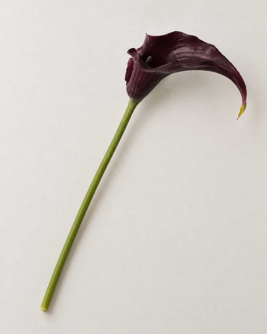 Kalla · mørk lilla