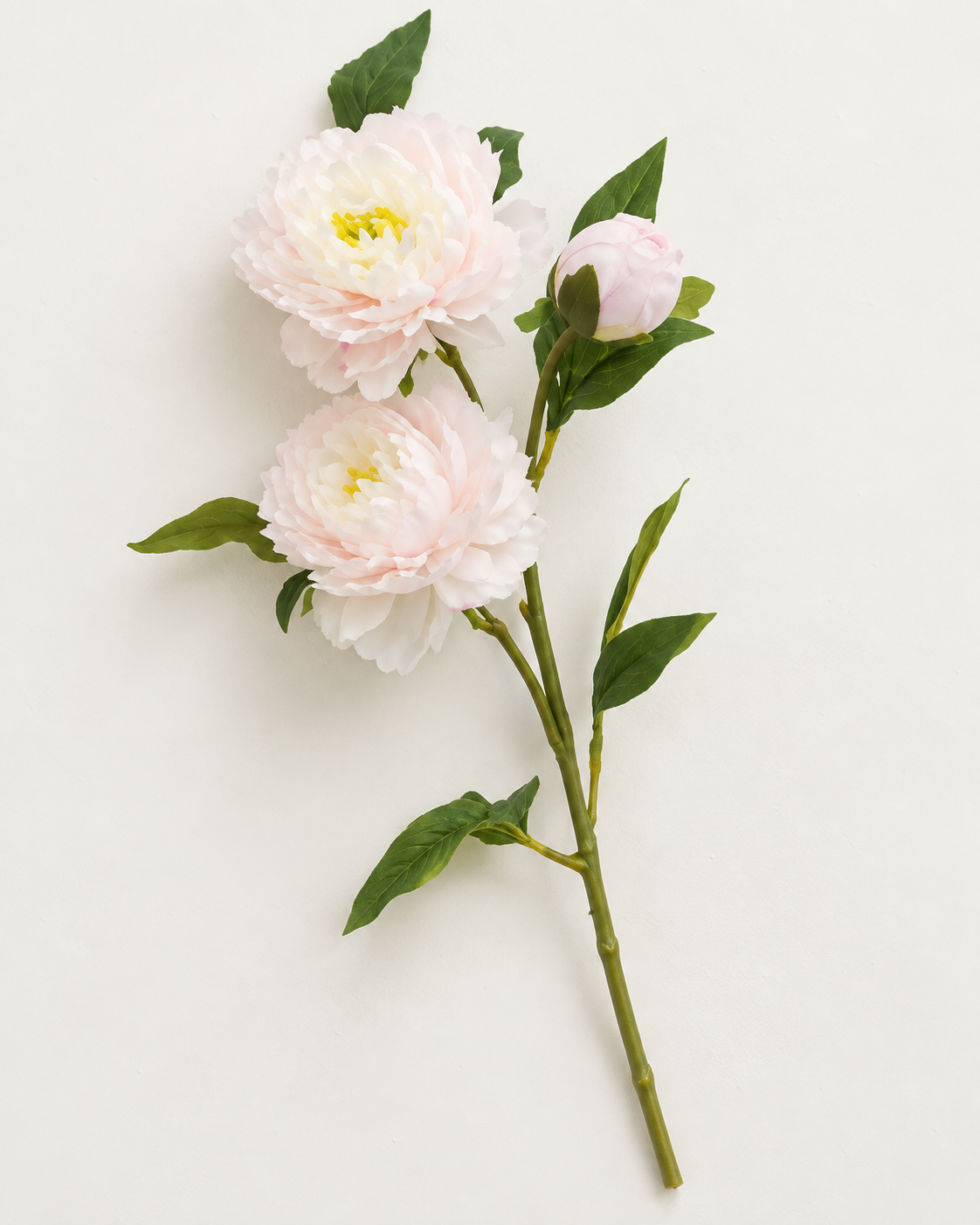 Pæon · lys rosa